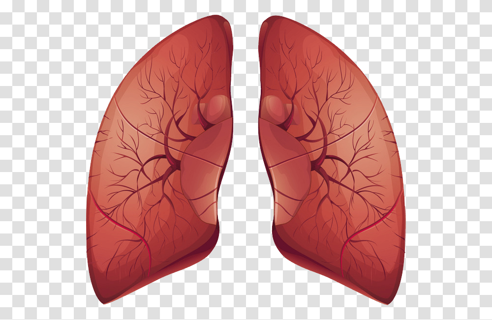 Lungs Earrings Transparent Png