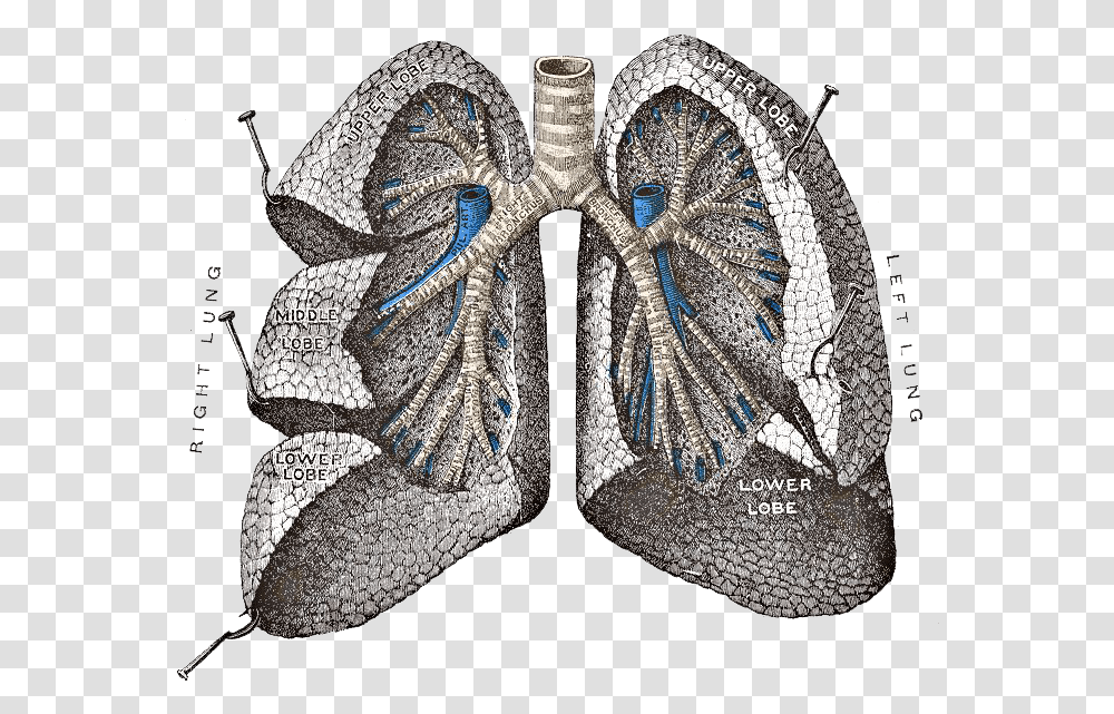Lungs Image Pope Lung, Jewelry, Accessories, Accessory, Brooch Transparent Png