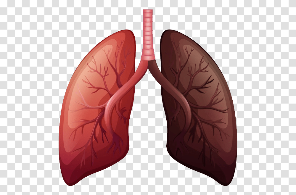 Lungs Lung Cancer Before And After, Plant, Flower, Cushion, Pillow Transparent Png