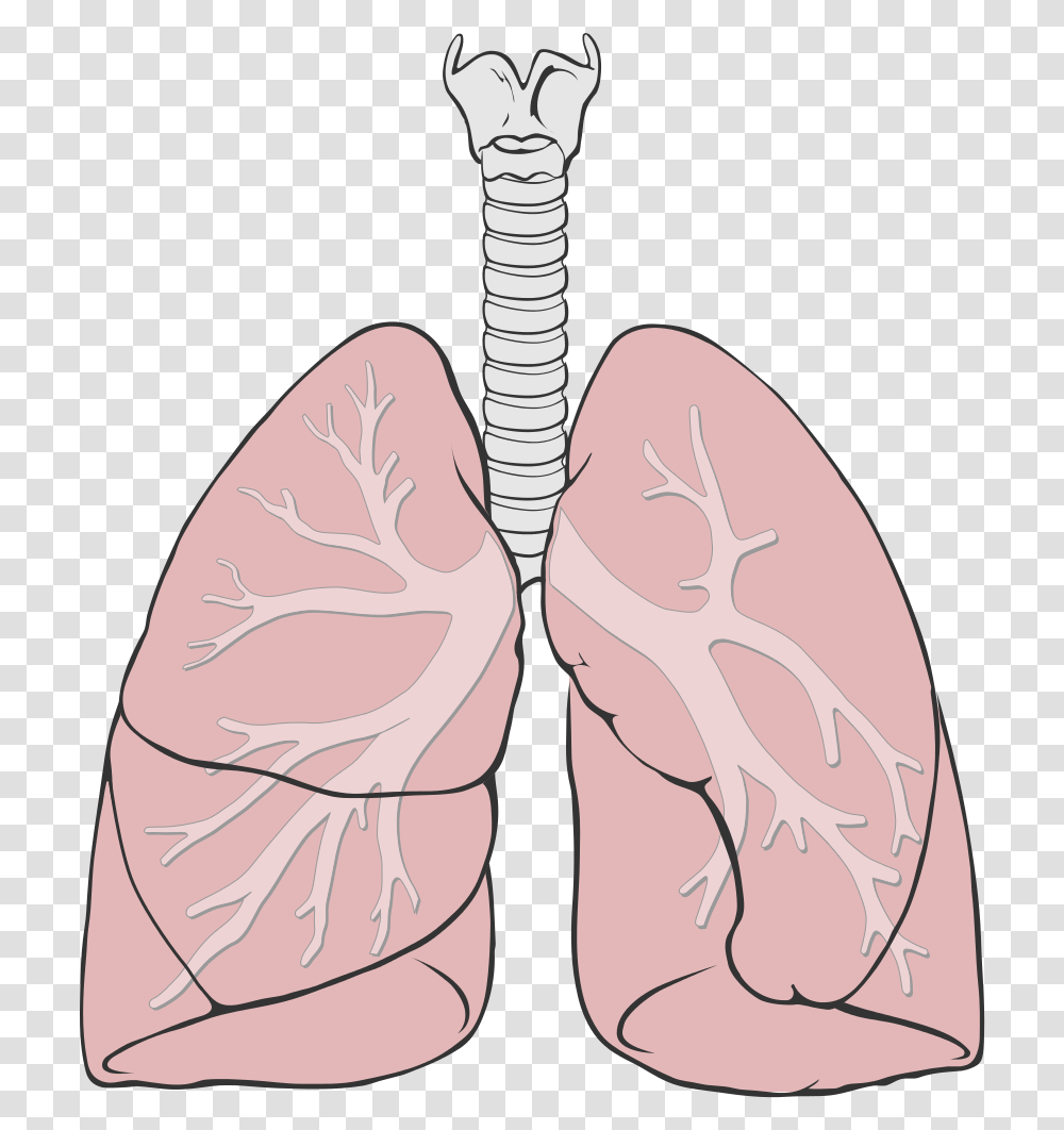 Lungs Lungs Simple, Clothing, Apparel, Footwear, Shoe Transparent Png