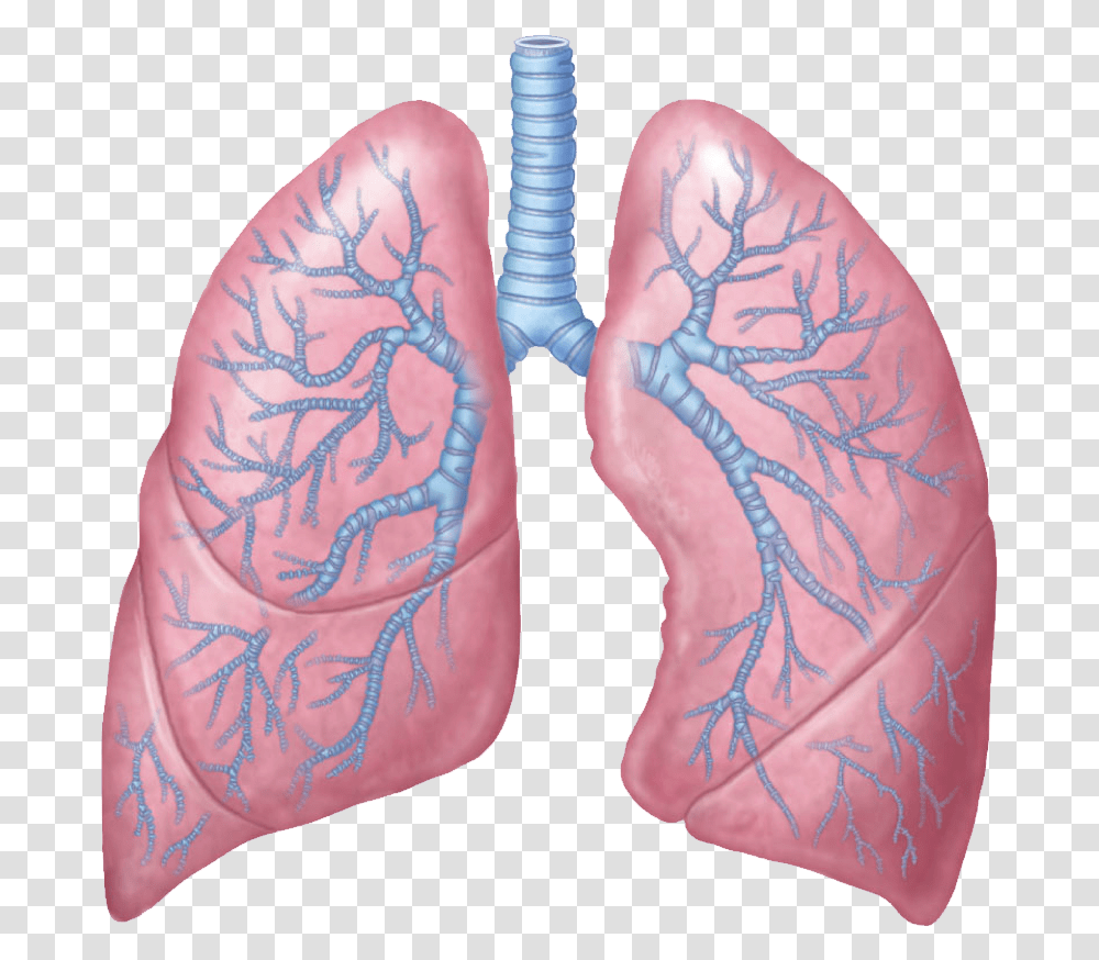Lungs Lungs, Skin, Tattoo, Hand, Cushion Transparent Png