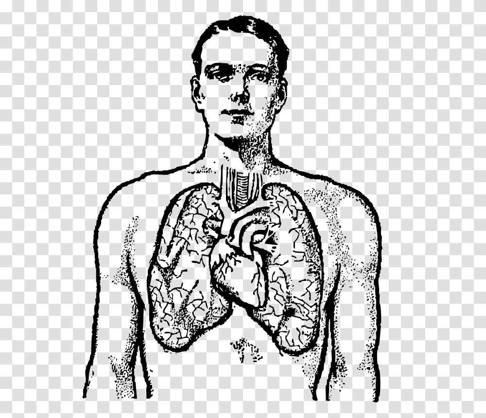 Lungs Medical Clip Art, Gray, World Of Warcraft Transparent Png