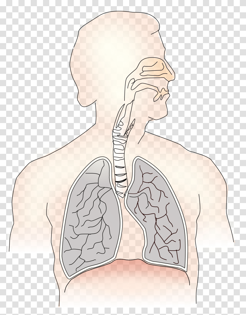 Lungs Windpipe Amp Mouth Clip Arts Human Lungs Diagram Unlabeled, Skin, Shoulder, Back, Neck Transparent Png