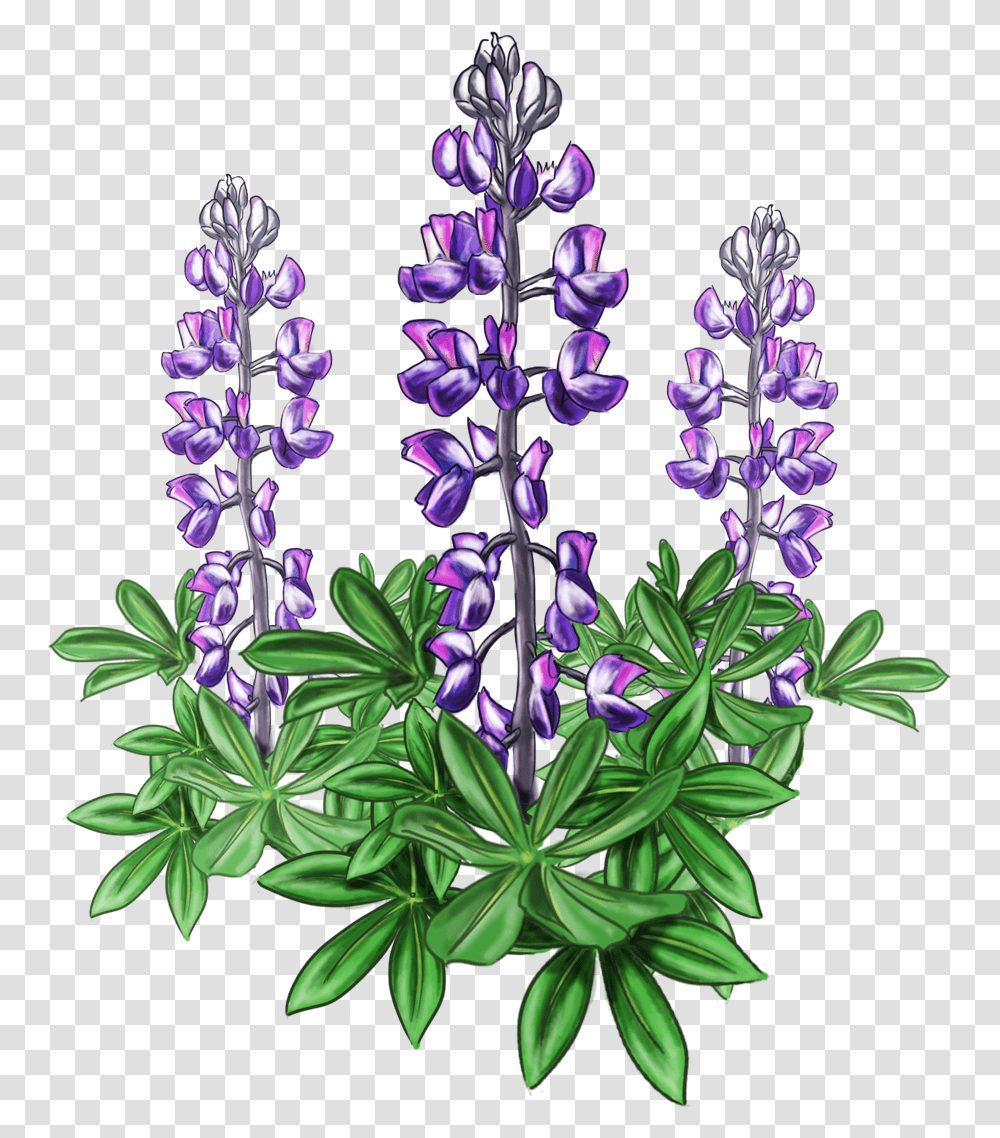 Lupine Bluebonnet Alaska Plant Violet Lupine, Flower, Blossom, Purple, Petal Transparent Png