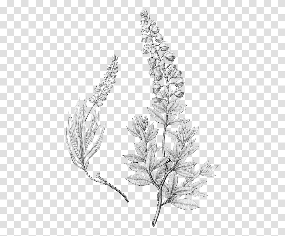 Lupinus Texensis Bluebonnet Drawing Drawing Bluebonnet Flower, Grass, Plant, Amaranthaceae, Lawn Transparent Png