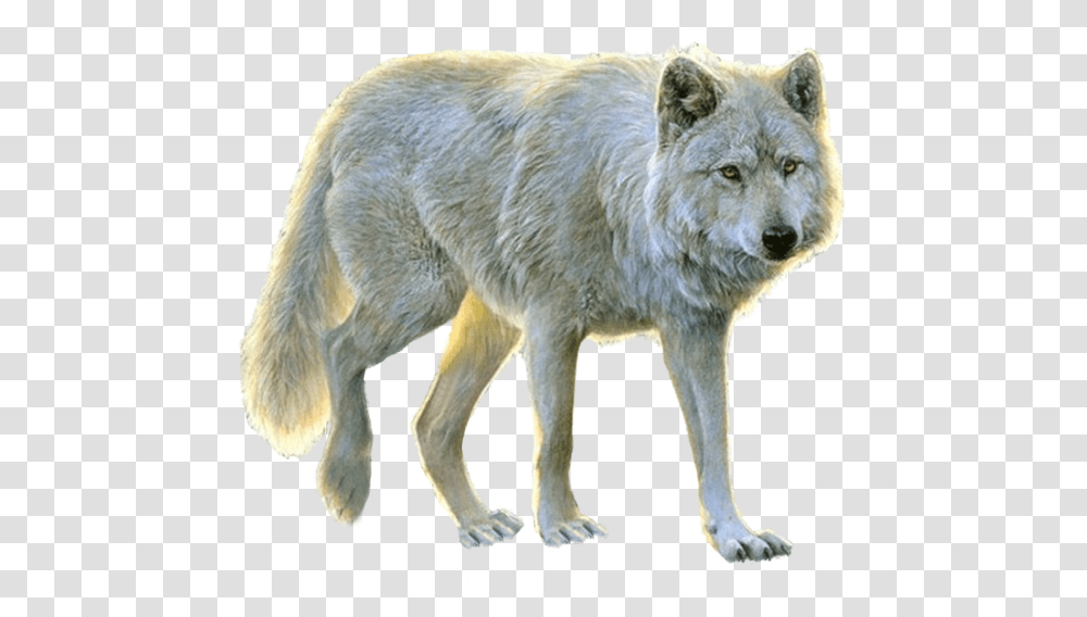Lupus Tundrarumterrestrial Animalred Paintkunming Background White Wolf, Mammal, Dog, Pet, Canine Transparent Png