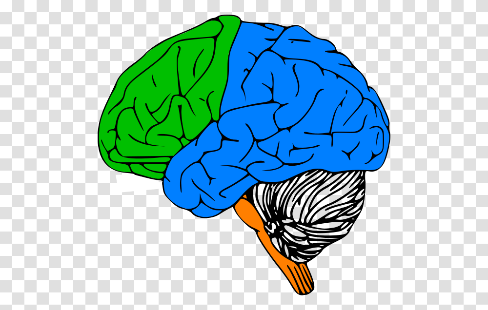 Luria Clip Art At Clker Com Vector Outline Of Human Brain, Hand, Plant, Food, Cabbage Transparent Png