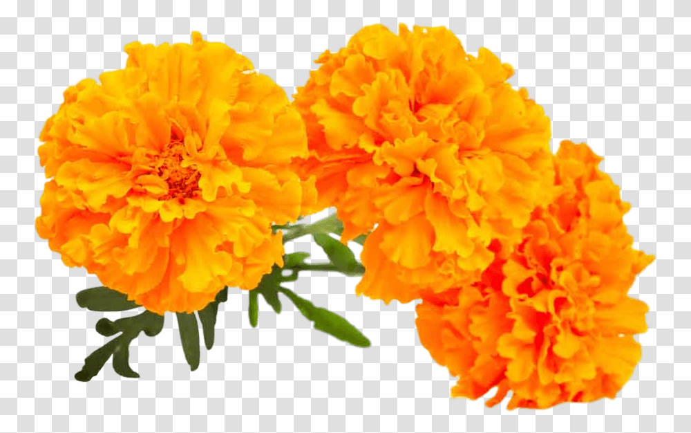 Lutein Marigold, Plant, Flower, Blossom, Geranium Transparent Png