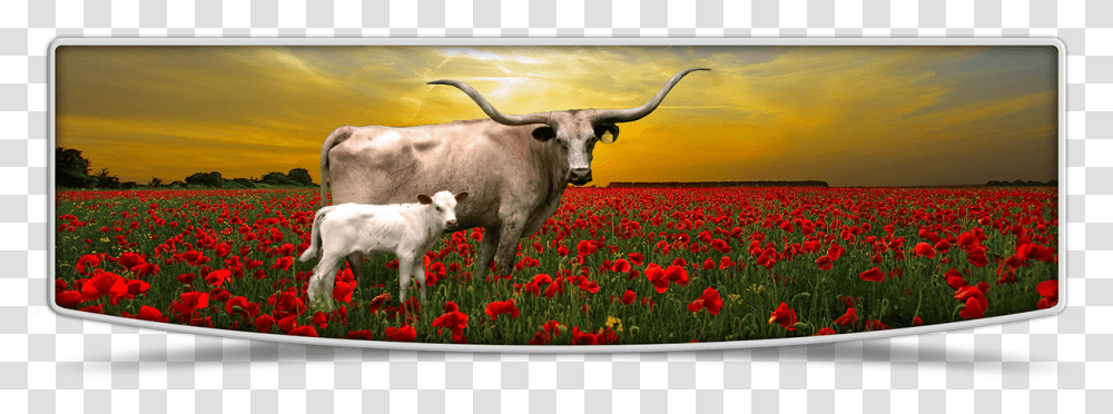 Lutt Longhorns Cows Banner Image Tulip, Cattle, Mammal, Animal, Plant Transparent Png