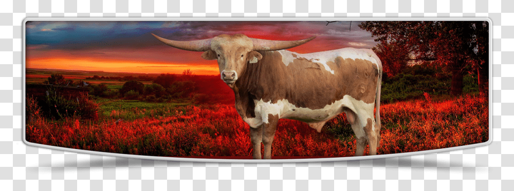 Lutt Longhorns Sale Banner Image Texas Longhorn, Cow, Cattle, Mammal, Animal Transparent Png