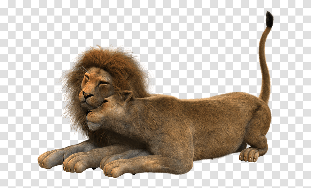 Lve, Lion, Wildlife, Mammal, Animal Transparent Png