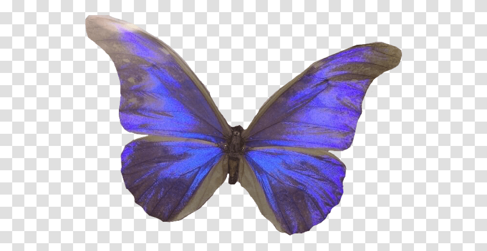 Lycaena, Butterfly, Insect, Invertebrate, Animal Transparent Png
