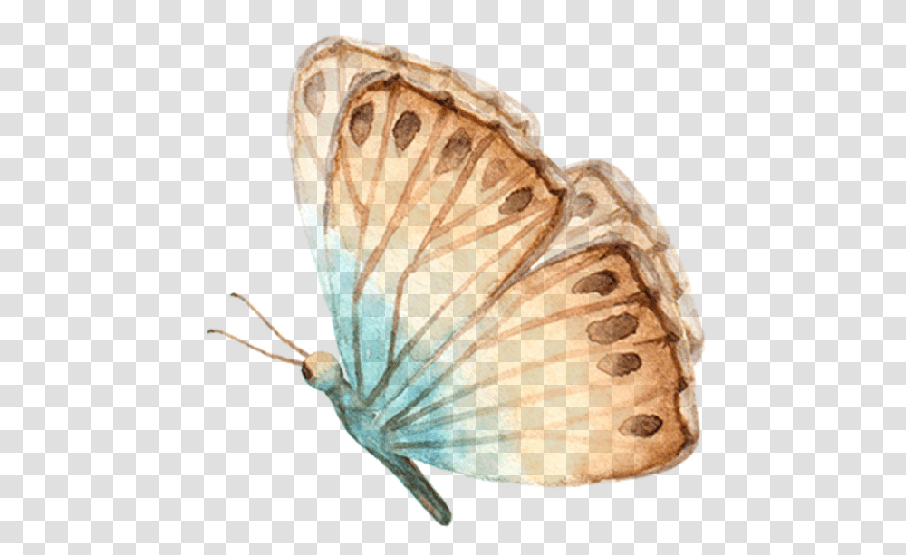 Lycaenid, Butterfly, Insect, Invertebrate, Animal Transparent Png