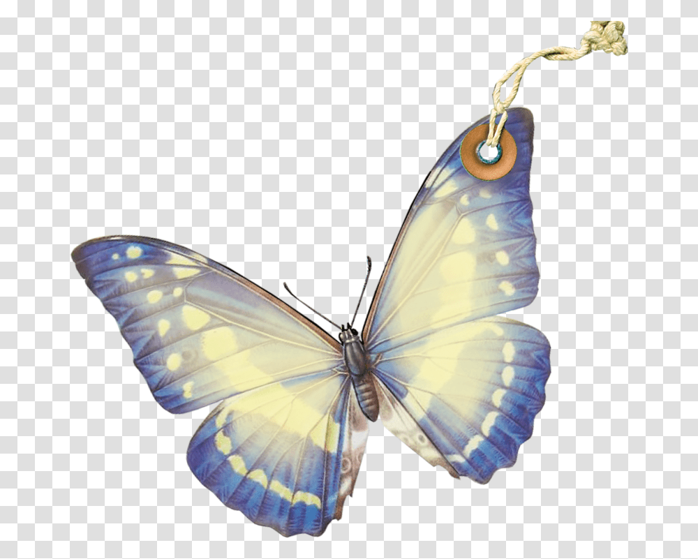 Lycaenid, Insect, Invertebrate, Animal, Butterfly Transparent Png