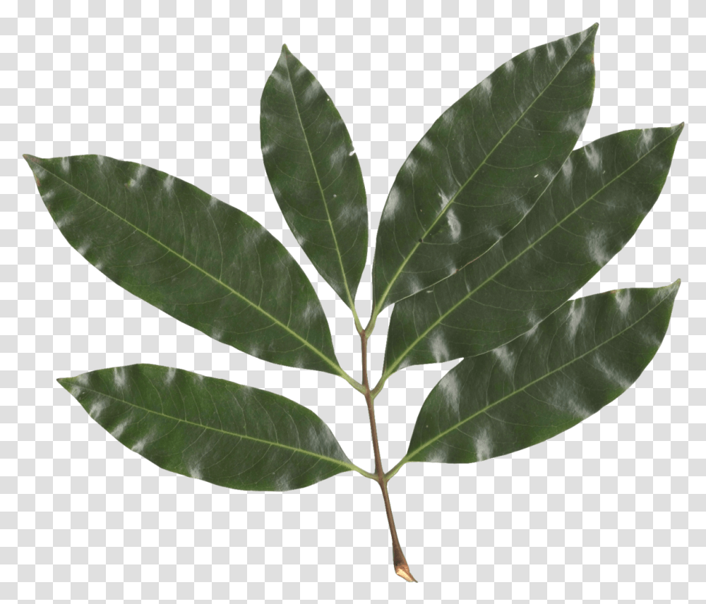 Lychee Fruit Tree Leaf, Plant, Annonaceae, Maple Leaf, Veins Transparent Png