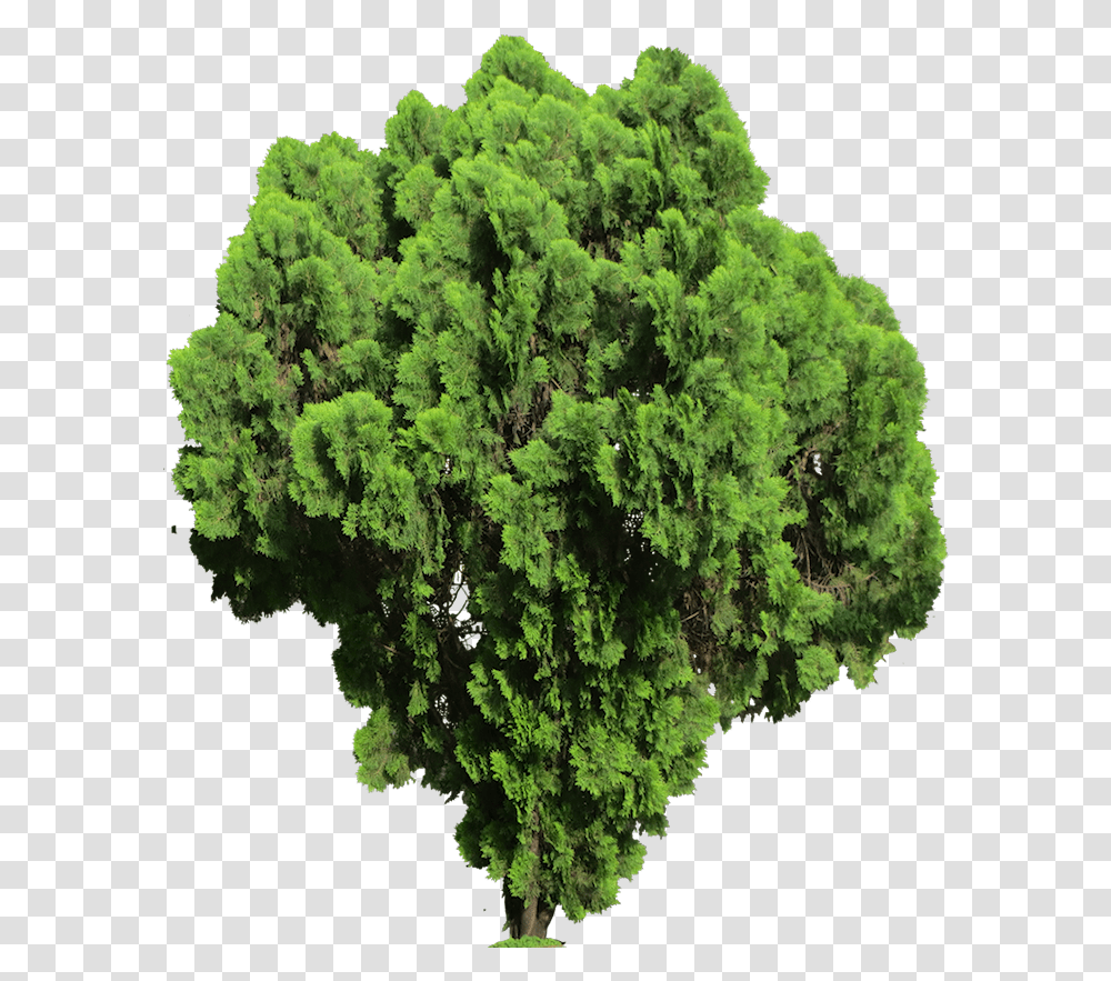 Lycopodiophyta, Bush, Vegetation, Plant, Green Transparent Png