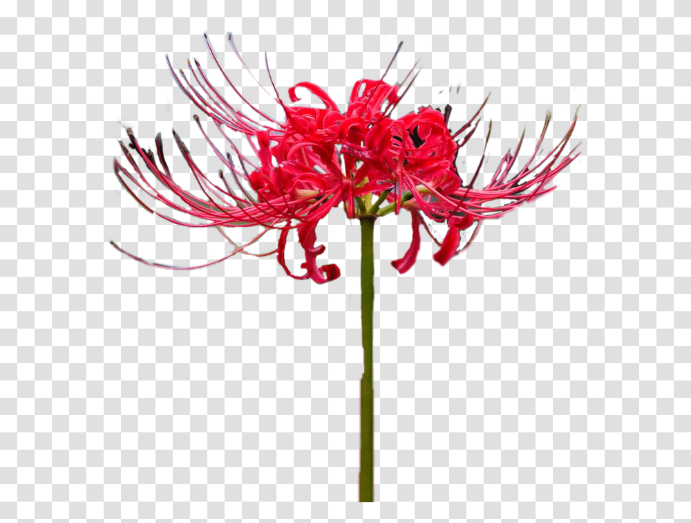 Lycoris Red Flower Chimhoped Sticker Guernsey Lily, Plant, Blossom, Anther, Pollen Transparent Png
