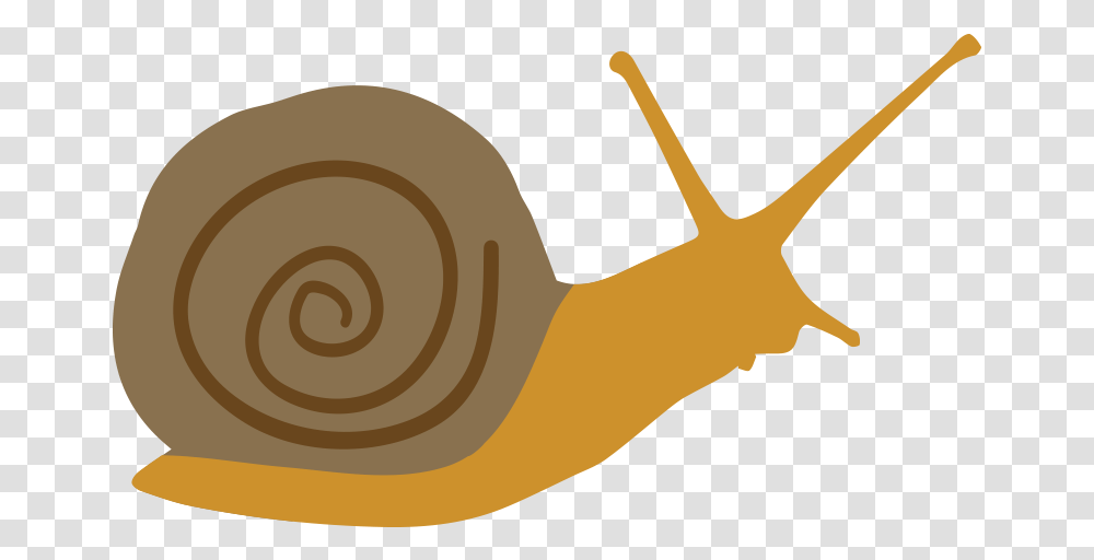Lymnaeidae, Animal, Invertebrate, Snail Transparent Png
