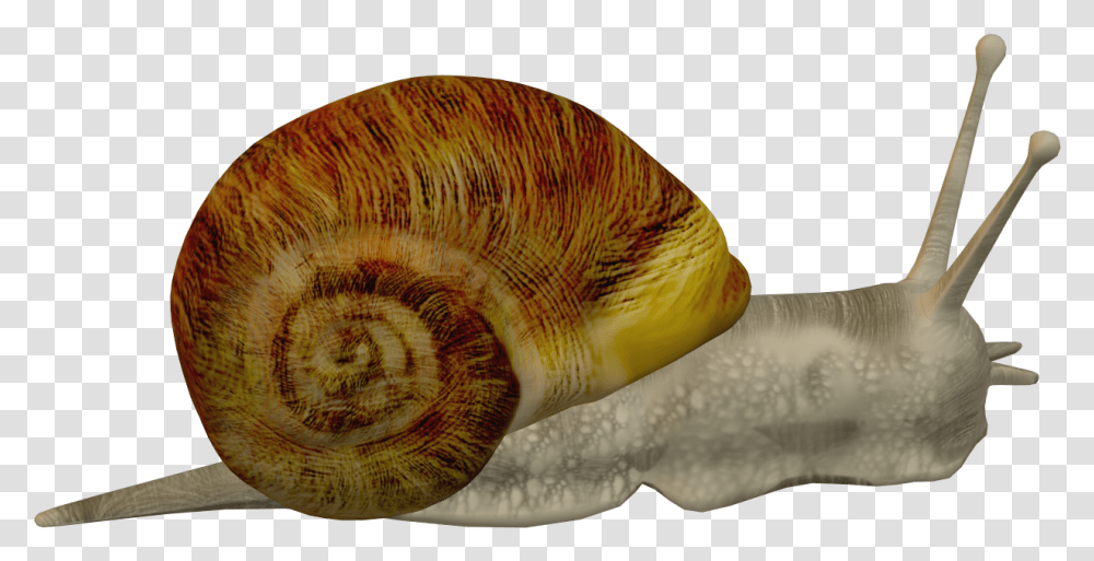 Lymnaeidae, Invertebrate, Animal, Seashell, Sea Life Transparent Png