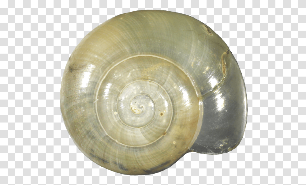 Lymnaeidae, Sea Life, Animal, Clam, Seashell Transparent Png