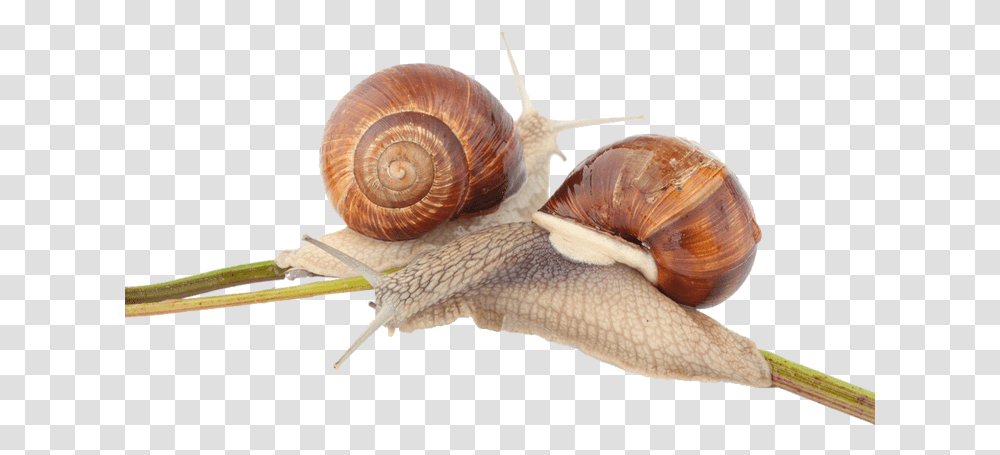 Lymnaeidae, Snail, Invertebrate, Animal, Snake Transparent Png