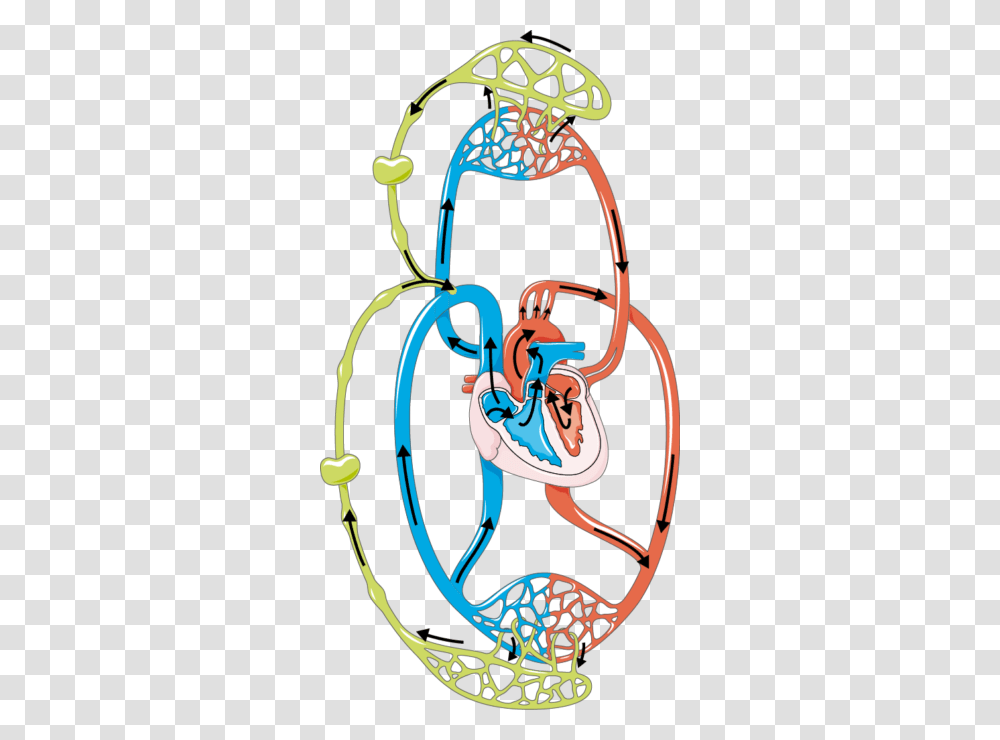 Lymphatic Circulation, Team Sport, Brass Section, Musical Instrument Transparent Png