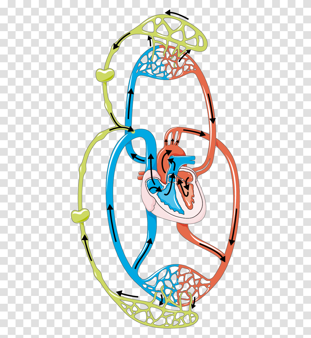 Lymphatic System Archives, Sport, Sports, Drawing Transparent Png