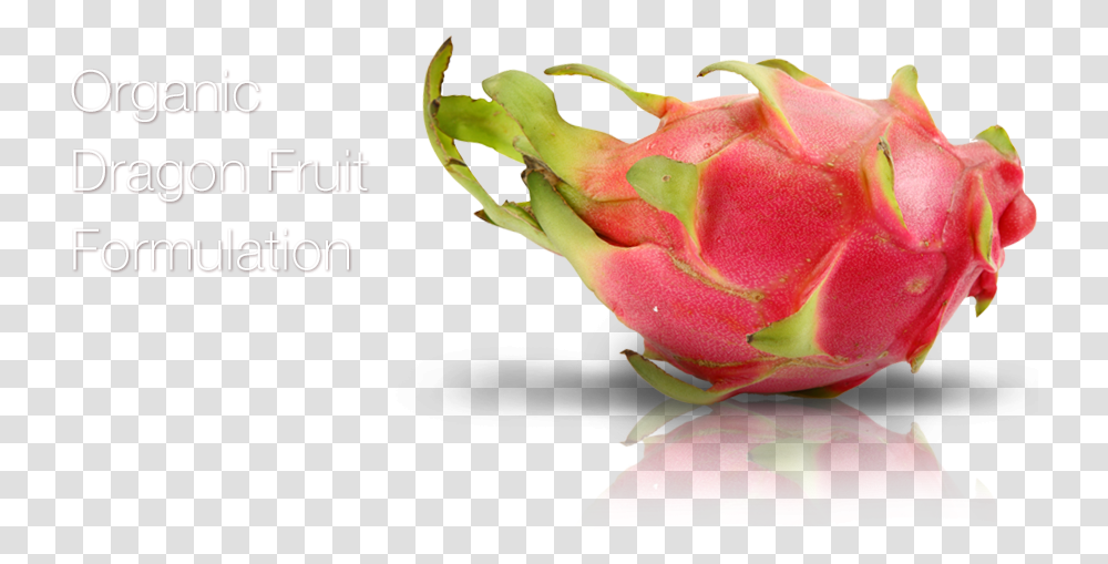 Lynexlynex Pitaya, Rose, Flower, Plant, Blossom Transparent Png