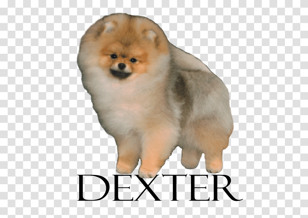 Lynnwright Pomeranians, Pet, Animal, Dog, Canine Transparent Png