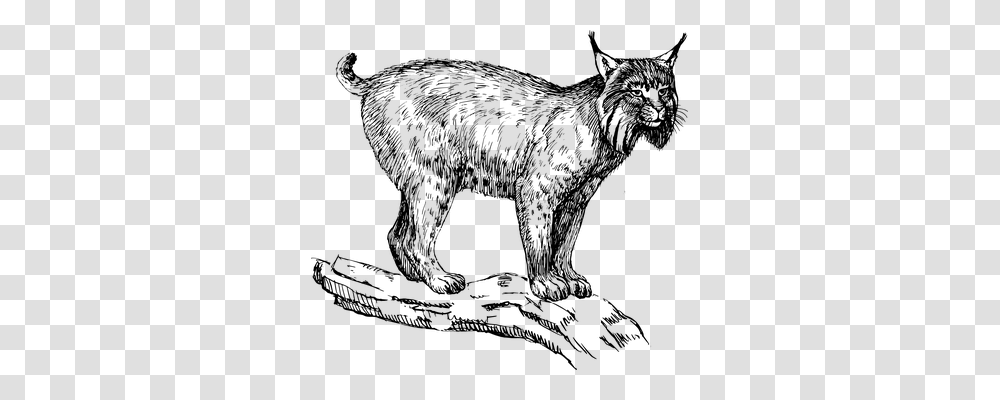 Lynx Technology, Gray, World Of Warcraft Transparent Png