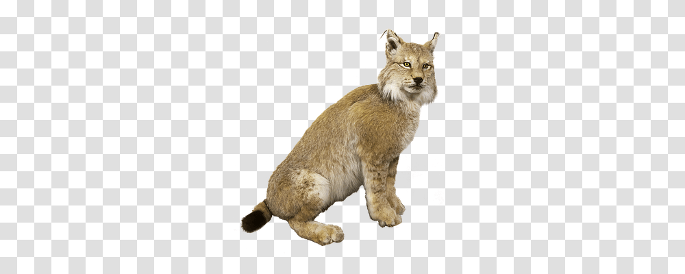 Lynx Animals, Wildlife, Mammal, Cat Transparent Png