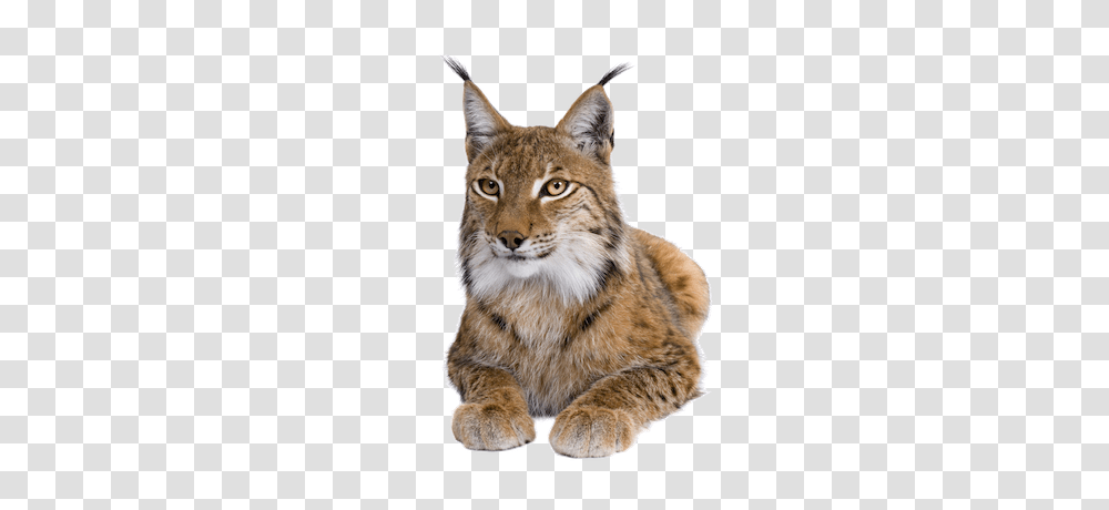 Lynx, Animals, Cat, Pet, Mammal Transparent Png