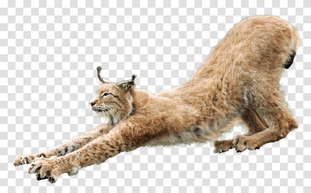 Lynx, Animals, Lion, Wildlife, Mammal Transparent Png