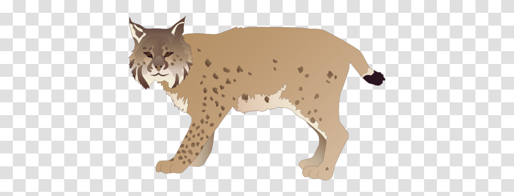 Lynx, Animals, Mammal, Wildlife, Pet Transparent Png