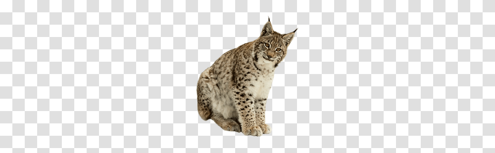 Lynx, Animals, Panther, Wildlife, Mammal Transparent Png