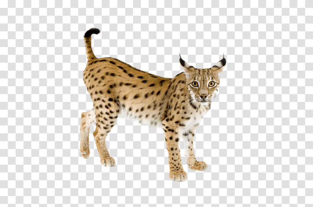 Lynx, Animals, Panther, Wildlife, Mammal Transparent Png
