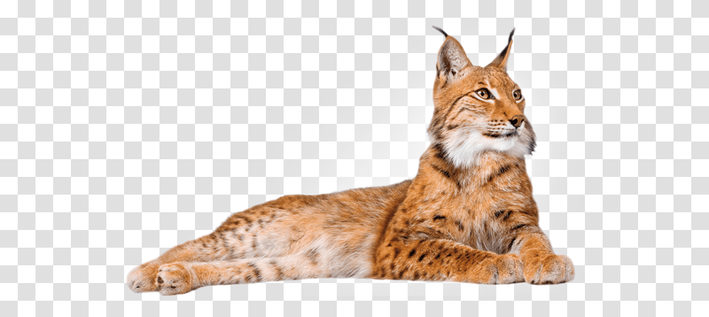 Lynx, Animals, Wildlife, Mammal, Cat Transparent Png