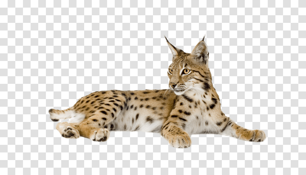 Lynx, Animals, Wildlife, Mammal, Panther Transparent Png