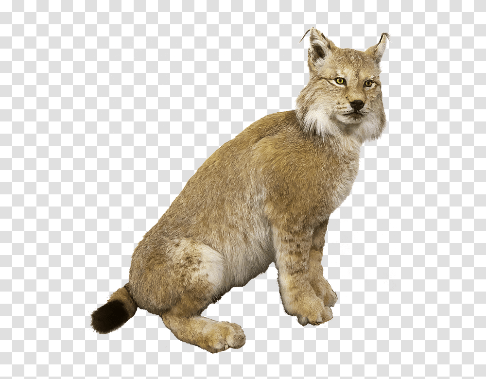 Lynx Eurasischer Cat Hiz, Wildlife, Mammal, Animal, Pet Transparent Png