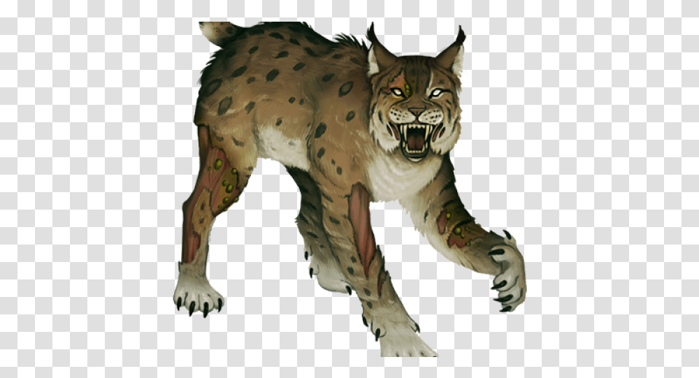 Lynx Images Bobcat, Tiger, Wildlife, Mammal, Animal Transparent Png