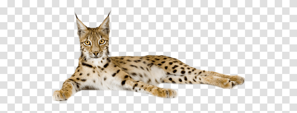 Lynx In Lynx, Panther, Wildlife, Mammal, Animal Transparent Png
