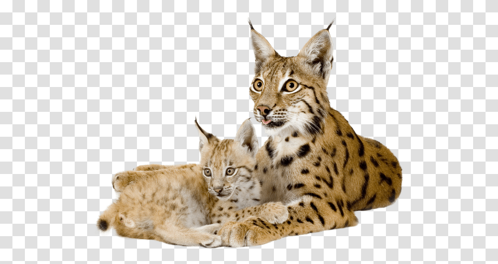 Lynx Lynx Animal Background, Wildlife, Mammal, Panther, Leopard Transparent Png