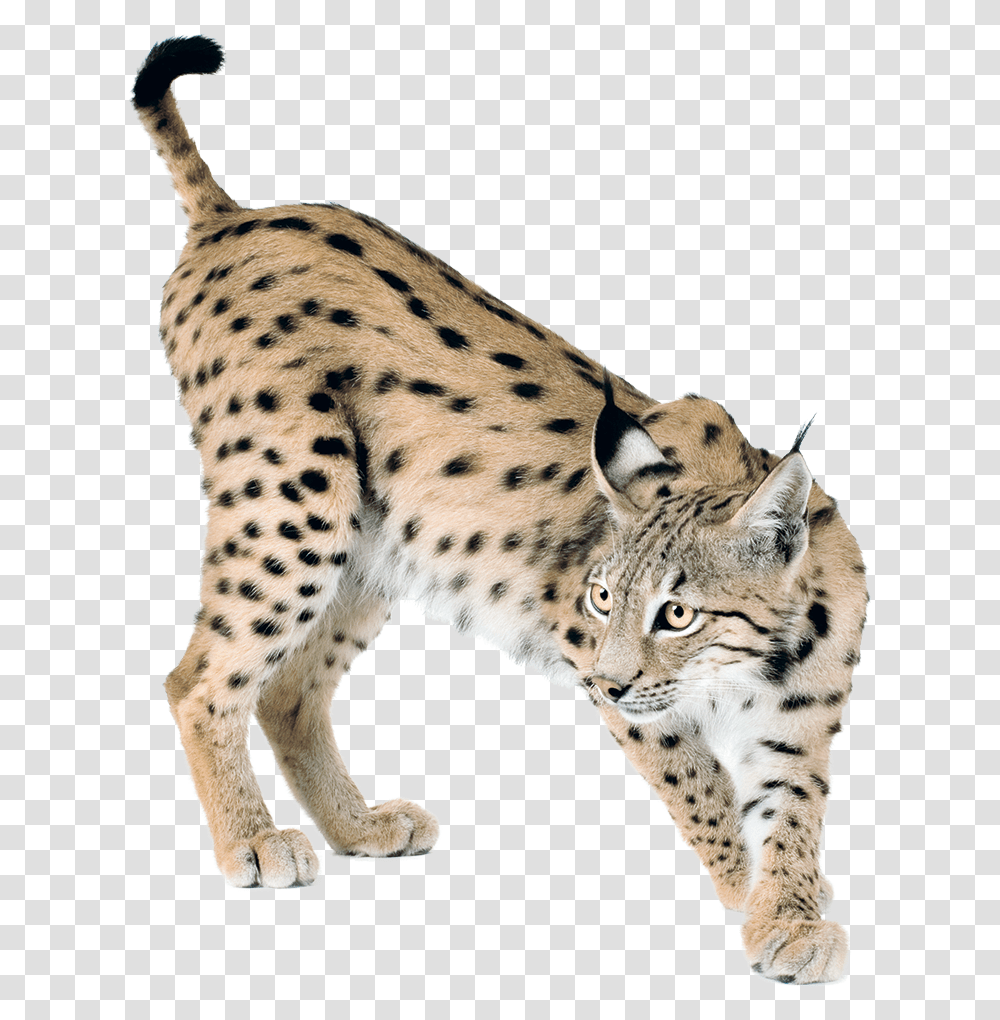 Lynx Lynx, Panther, Wildlife, Mammal, Animal Transparent Png