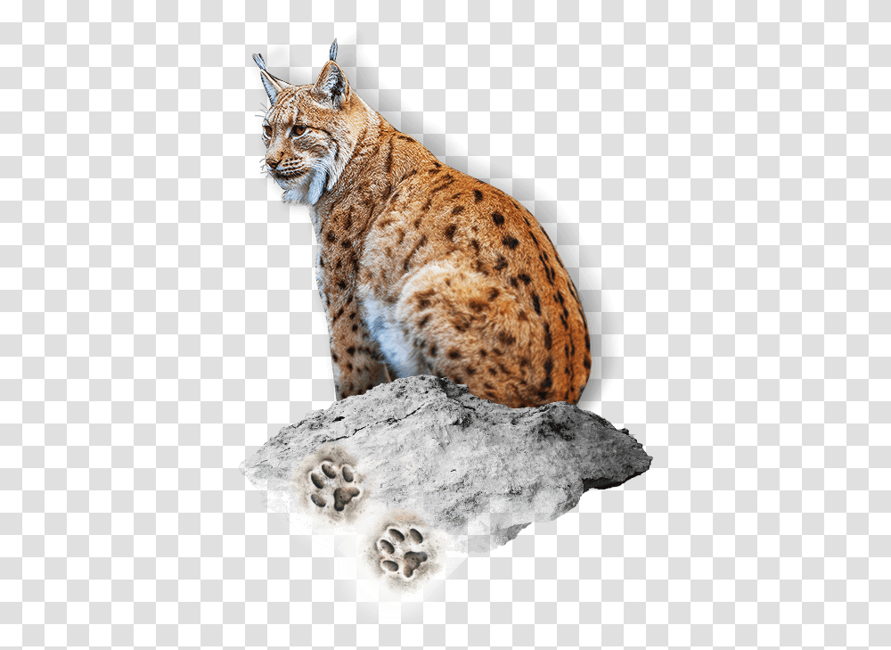 Lynx Savannah, Animal, Mammal, Wildlife, Panther Transparent Png