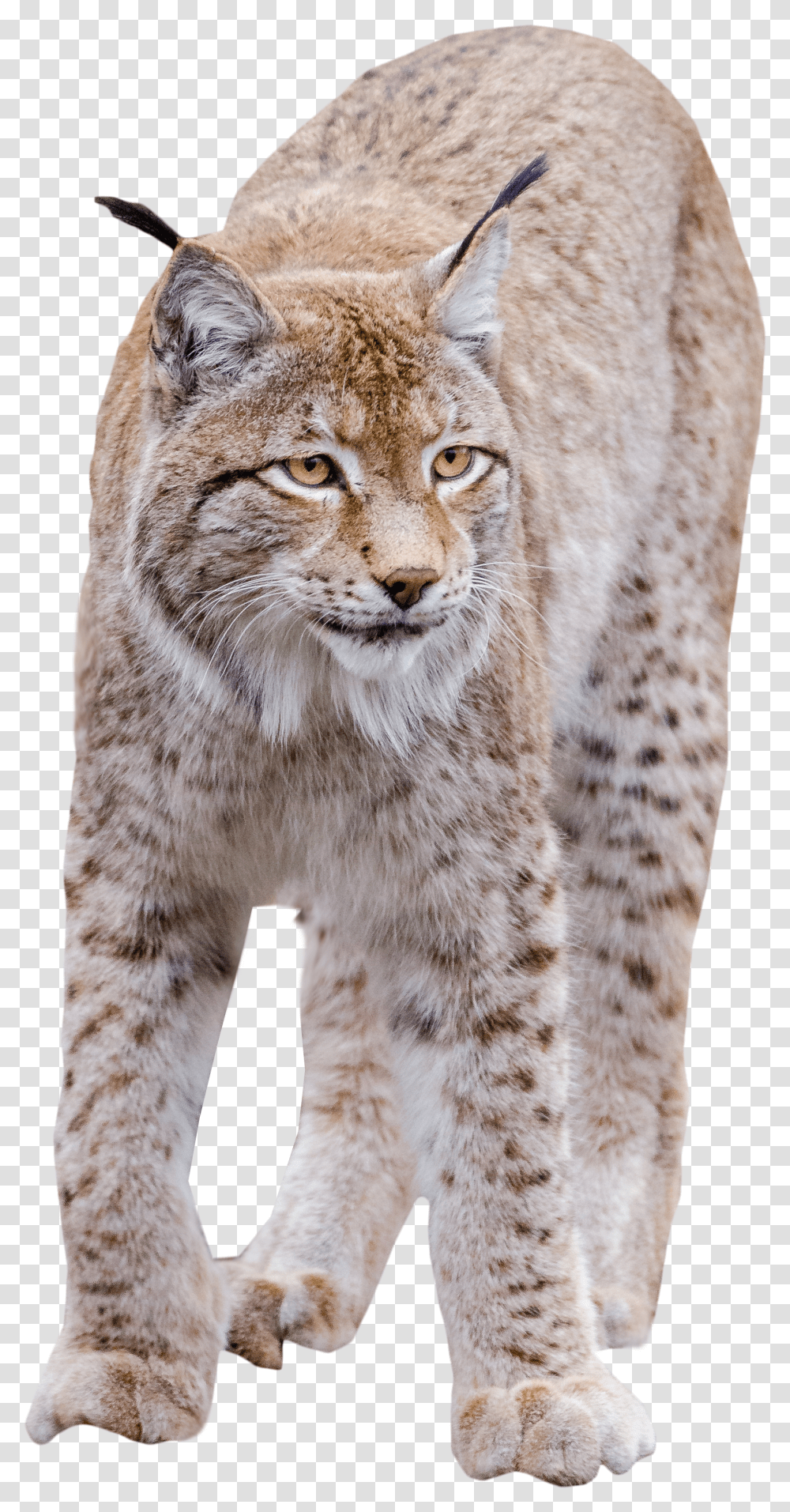 Lynx Standing Image Animal Bobcat Transparent Png
