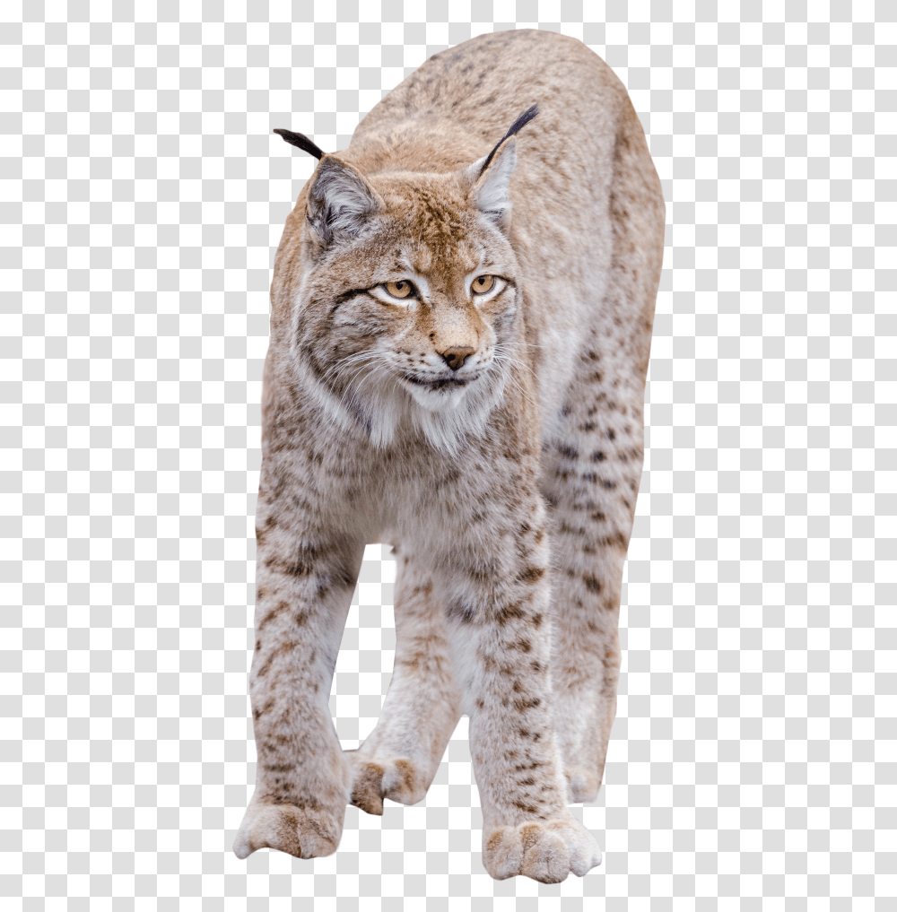 Lynx Standing Image Bobcat, Tiger, Wildlife, Mammal, Animal Transparent Png
