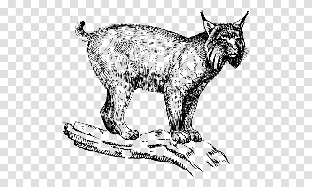 Lynx Svg Clip Arts Lynx Clip Art, Mammal, Animal, Pet, Dog Transparent Png