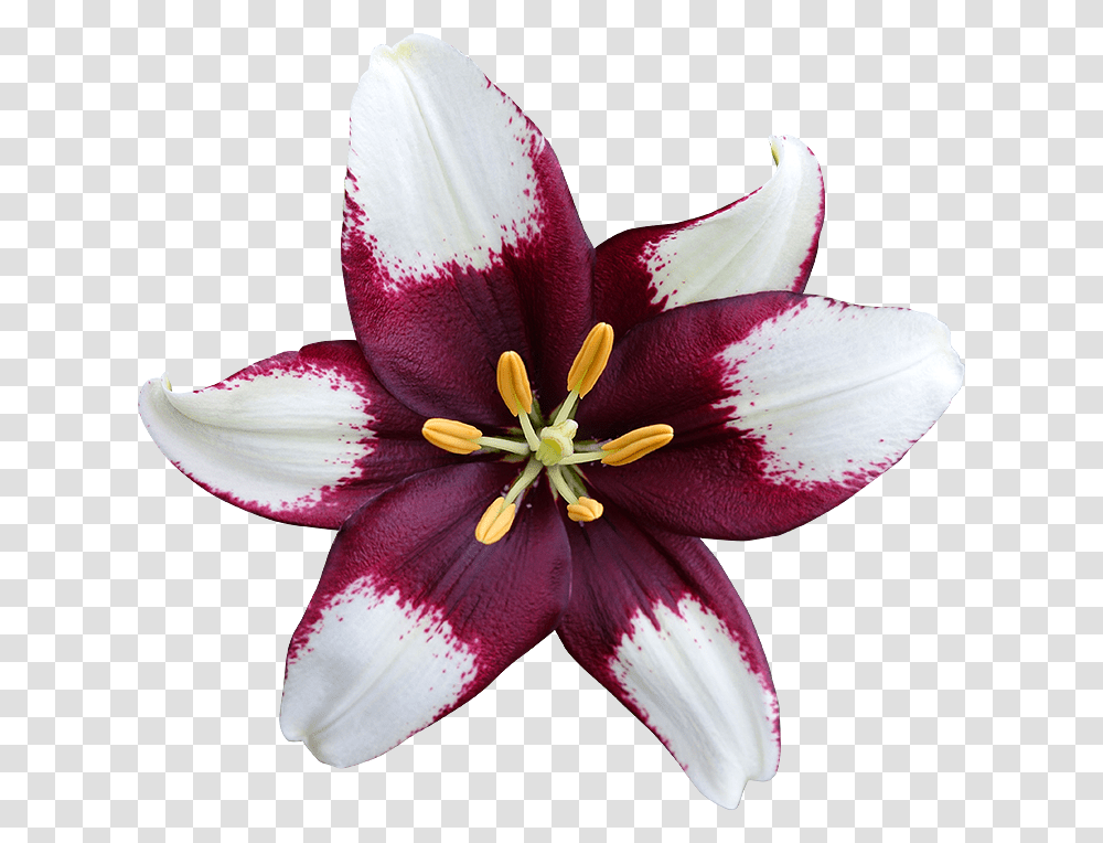 Lys 5 Image Lily, Plant, Flower, Blossom, Pollen Transparent Png