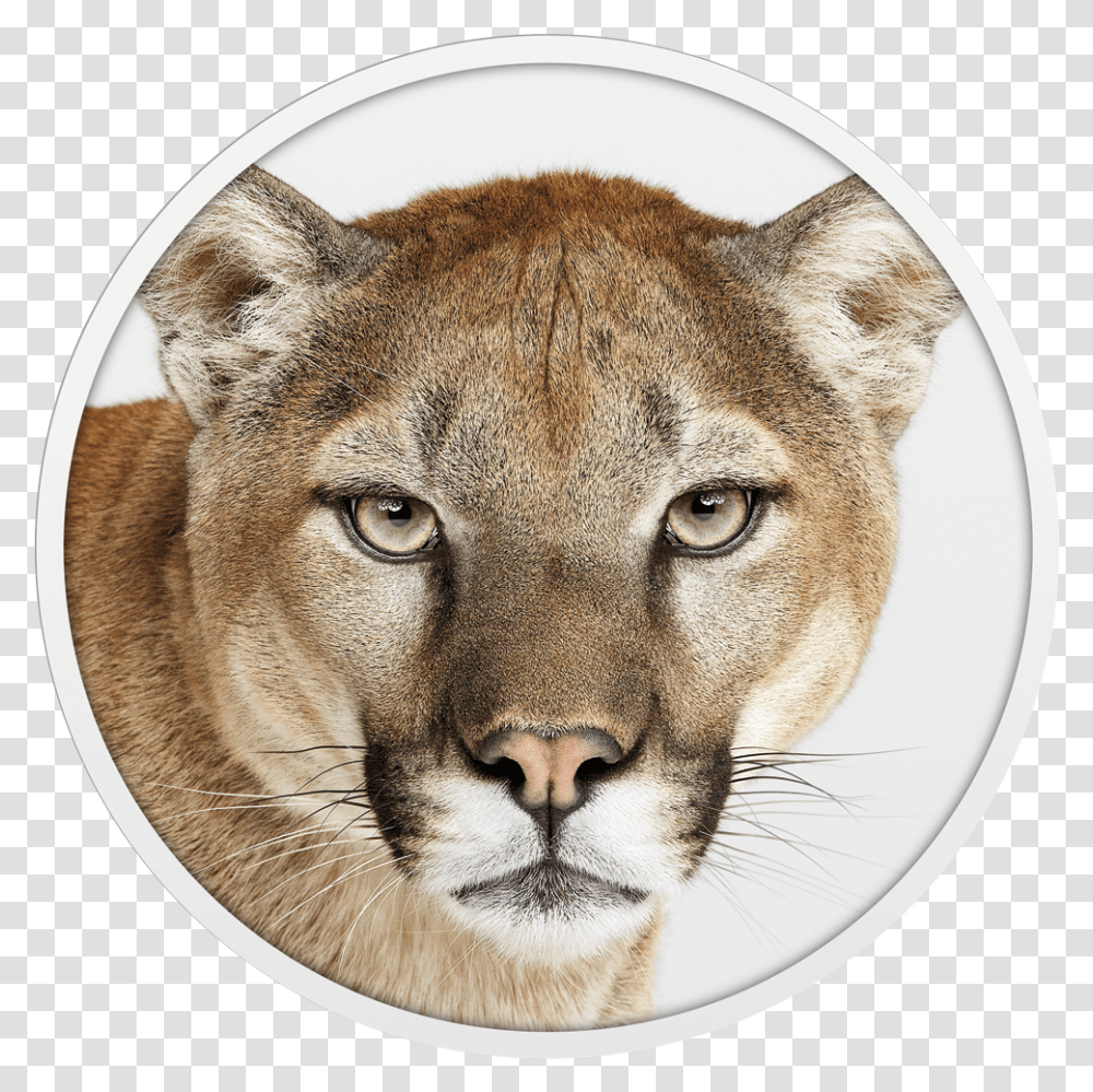 Mac Os Mountain Lion, Cougar, Wildlife, Mammal, Animal Transparent Png