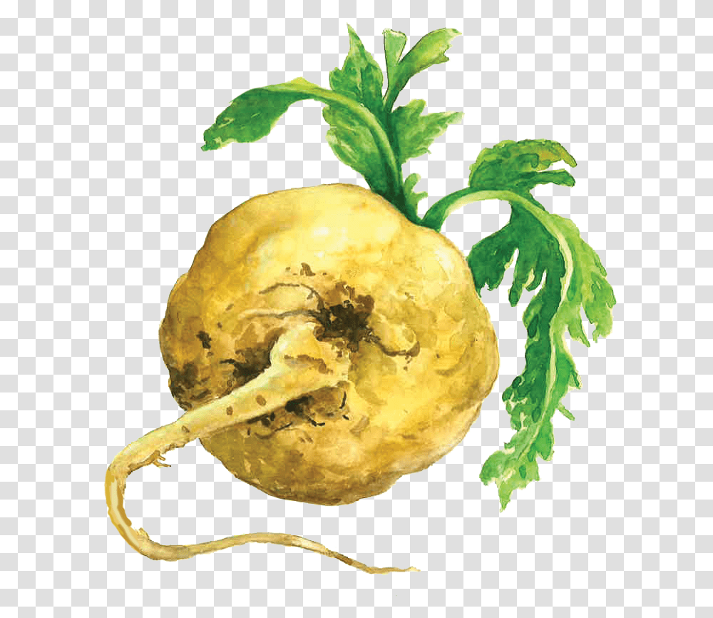 Maca Root Maca Root Background, Plant, Produce, Food, Turnip Transparent Png